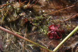 Utricularia quinquedentata F. Mueller ex P. Taylor resmi