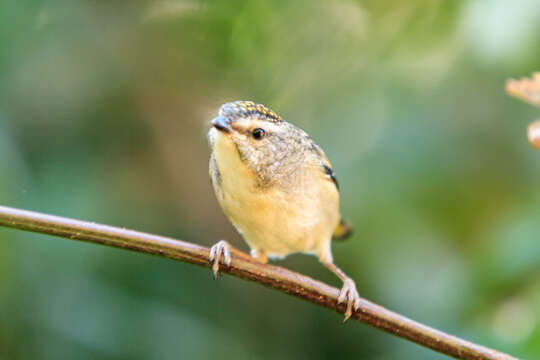 Image of Coastal Spotted Pardalote