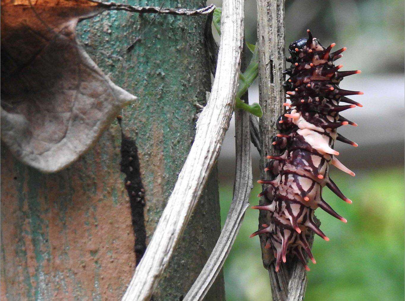 Image of Common birdwing