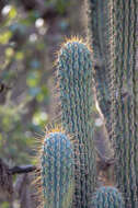 Image of Browningia hertlingiana (Backeb.) Buxb.