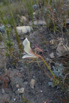 Image of Pelargonium caucalifolium Jacq.