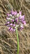 Image of Allium cretaceum N. Friesen & Seregin