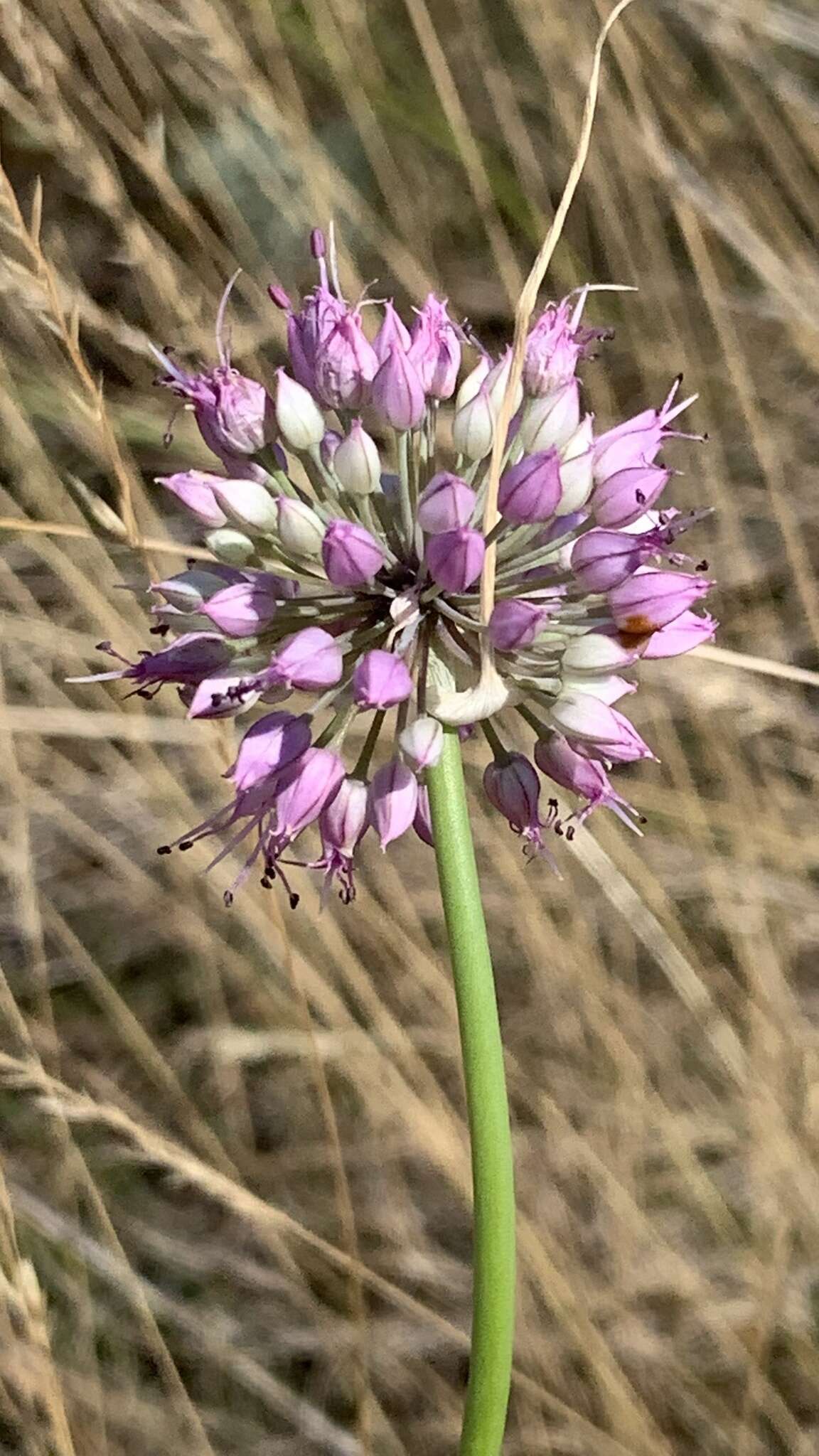 Image of Allium cretaceum N. Friesen & Seregin