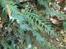 Sivun Austroblechnum lechleri subsp. lechleri kuva