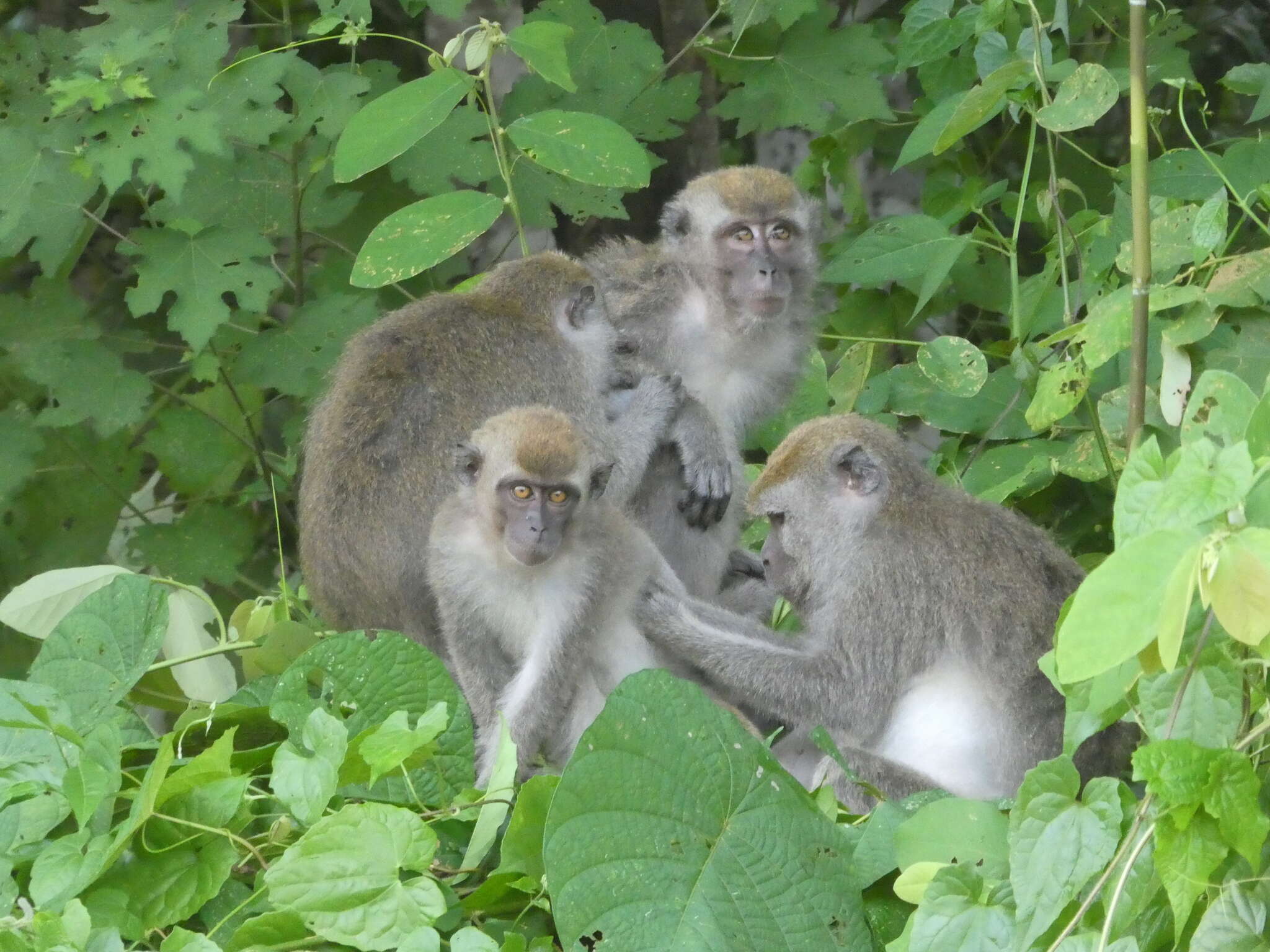 Image of Macaca fascicularis fascicularis (Raffles 1821)