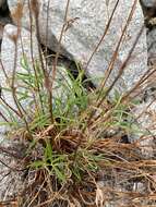 Image of Potentilla ozjorensis G. A. Peschkova