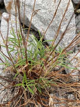 Image of Potentilla ozjorensis G. A. Peschkova