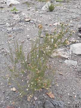 Image of Baccharis bolivensis (Wedd.) Cabrera