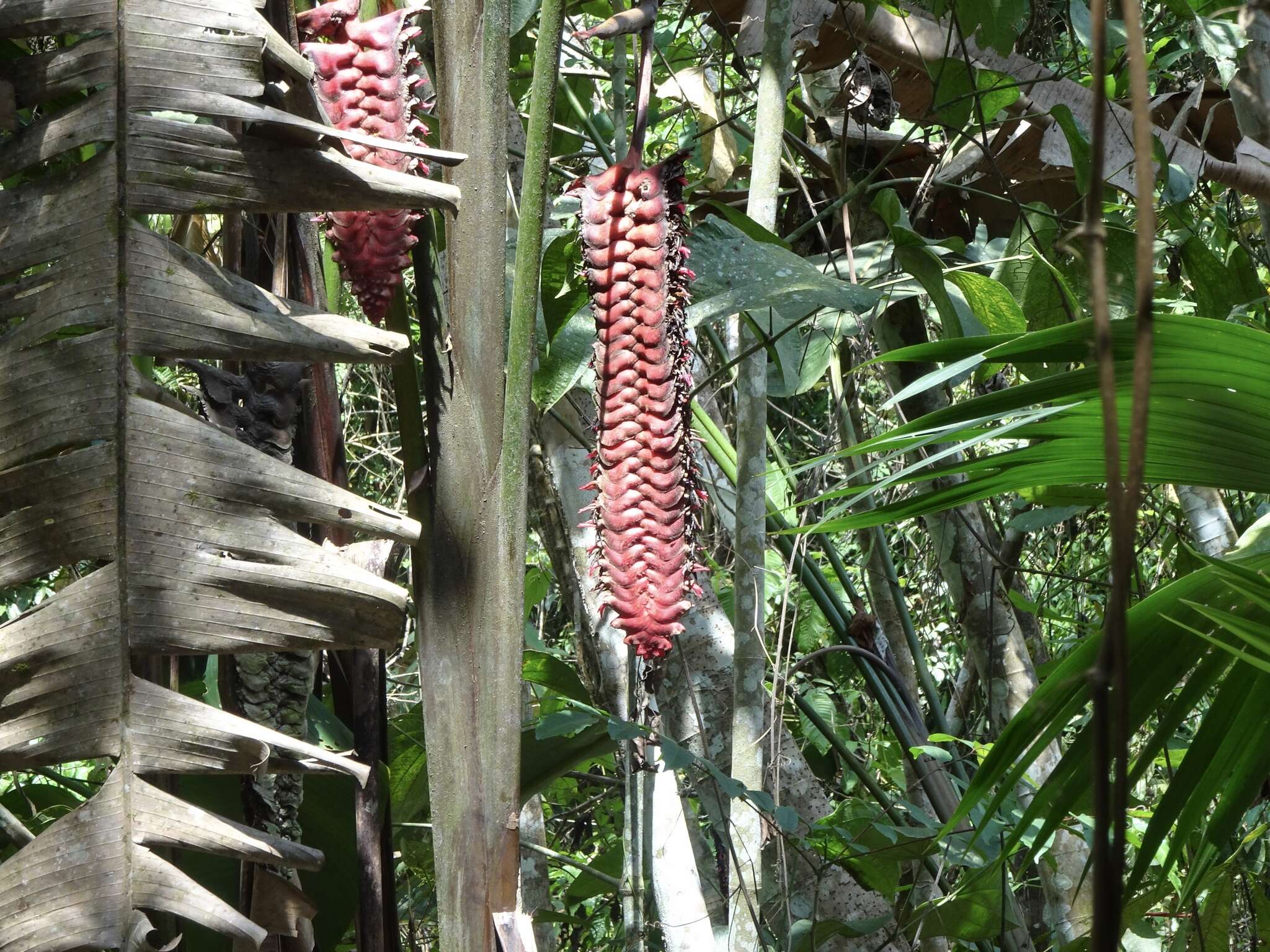 صورة Heliconia mariae Hook. fil.