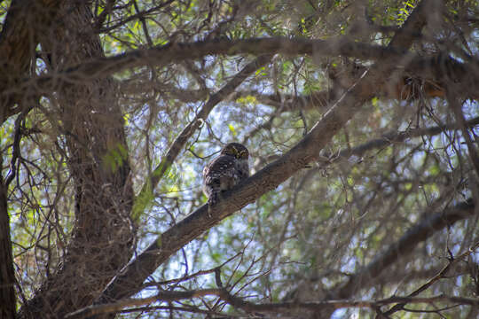 Plancia ëd Glaucidium peruanum König & C 1991