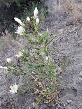 Image of tenpetal blazingstar