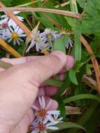 Imagem de Aster ovatus var. microcephalus (Miq.) Mot. Ito & A. Soejima