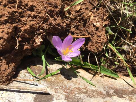 Image of Crocus autumnalis Mill.