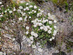 Image of Metalasia pulcherrima pallescens (Harv.) Karis