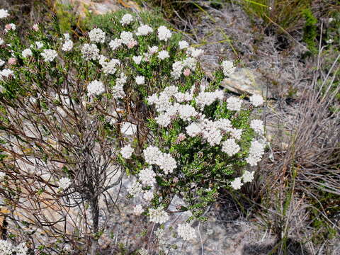 Image de Metalasia pulcherrima pallescens (Harv.) Karis