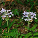 Image of Calanthe dominyi Lindl.