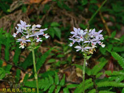 Image of Calanthe dominyi Lindl.