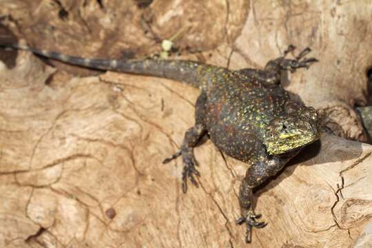 Acanthocercus gregorii (Günther 1894) resmi