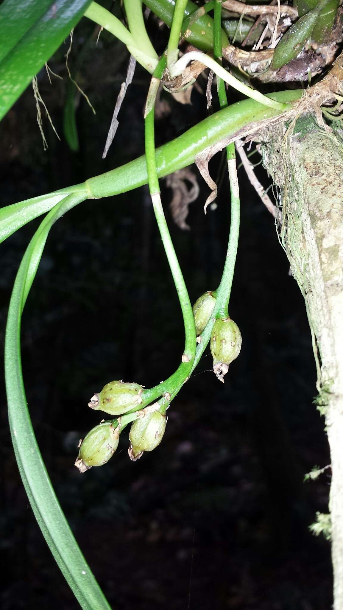 Image of Bulbophyllum auriflorum H. Perrier