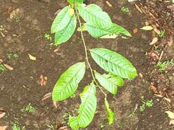 Image of Guatteria amplifolia Triana & Planch.