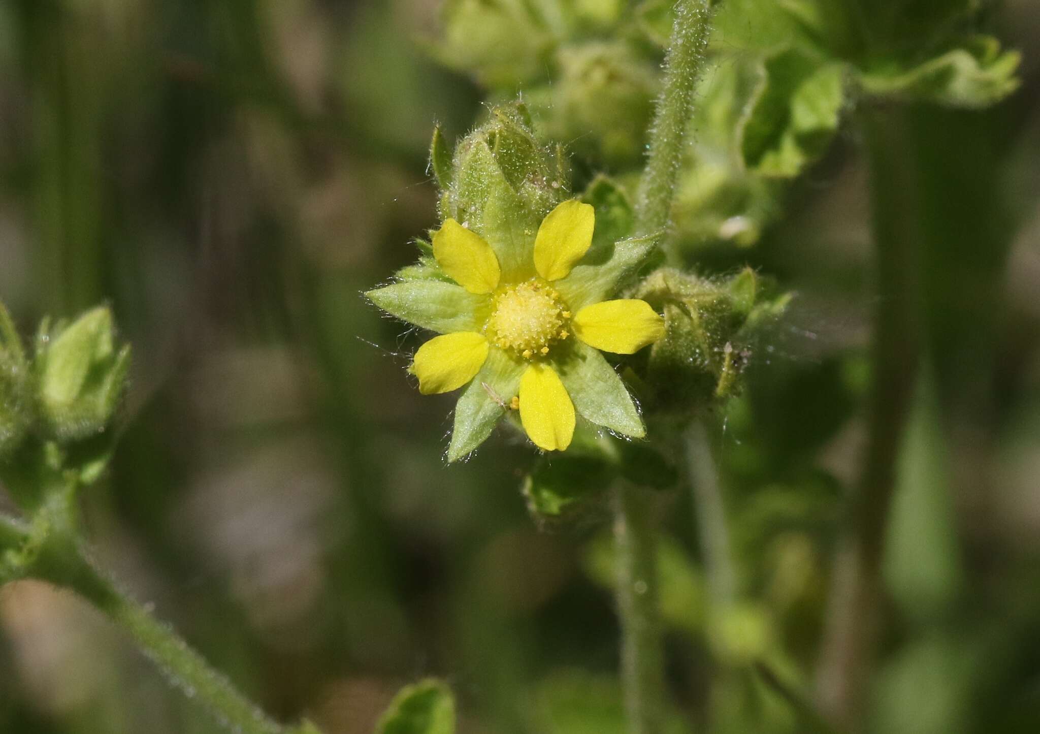 Image of biennial cinquefoil