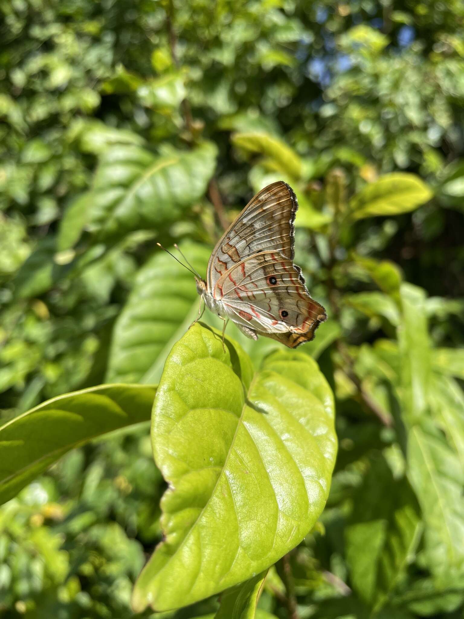 Plancia ëd Anartia jatrophae semifusca Munroe 1942