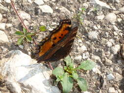 Nymphalis polychloros Linnaeus 1758 resmi