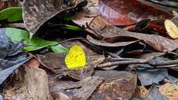 Image of Eurema nilgiriensis Yata 1990