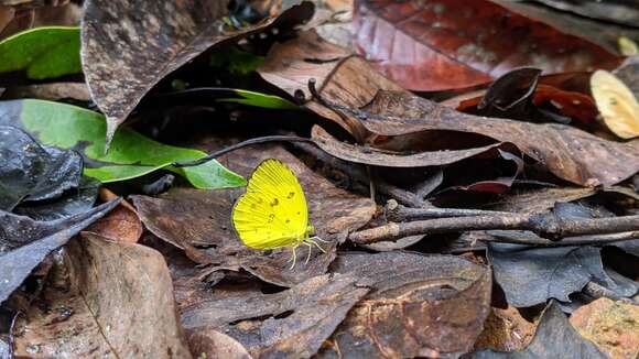 Image de Eurema nilgiriensis Yata 1990