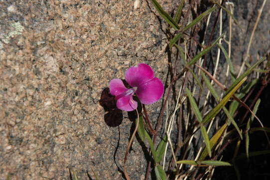 Image de Vigna angivensis Baker