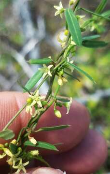 Image of MacCart's swallow-wort