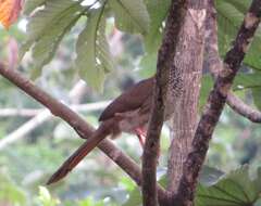 Image of Speckled Chachalaca