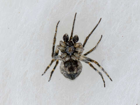 Image of Araneus strandiellus Charitonov 1951