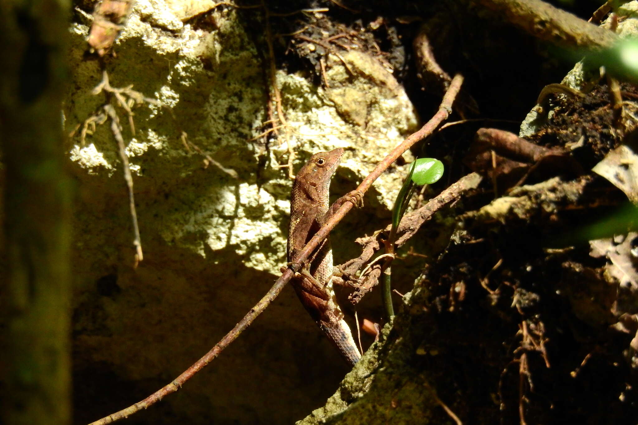 Image of Anolis tropidonotus Peters 1863