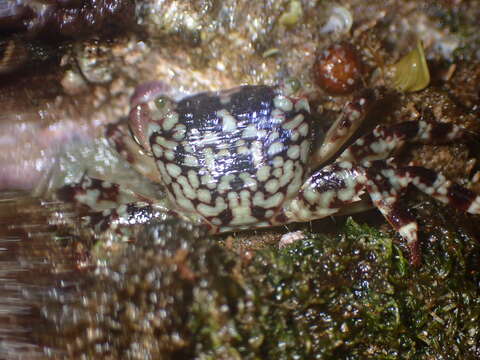 Image of pleated rock crab