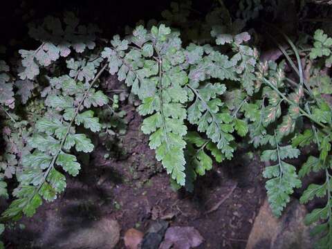 Image of variable spleenwort