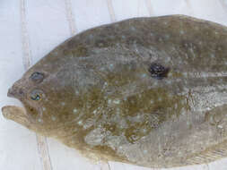 Image of False brill