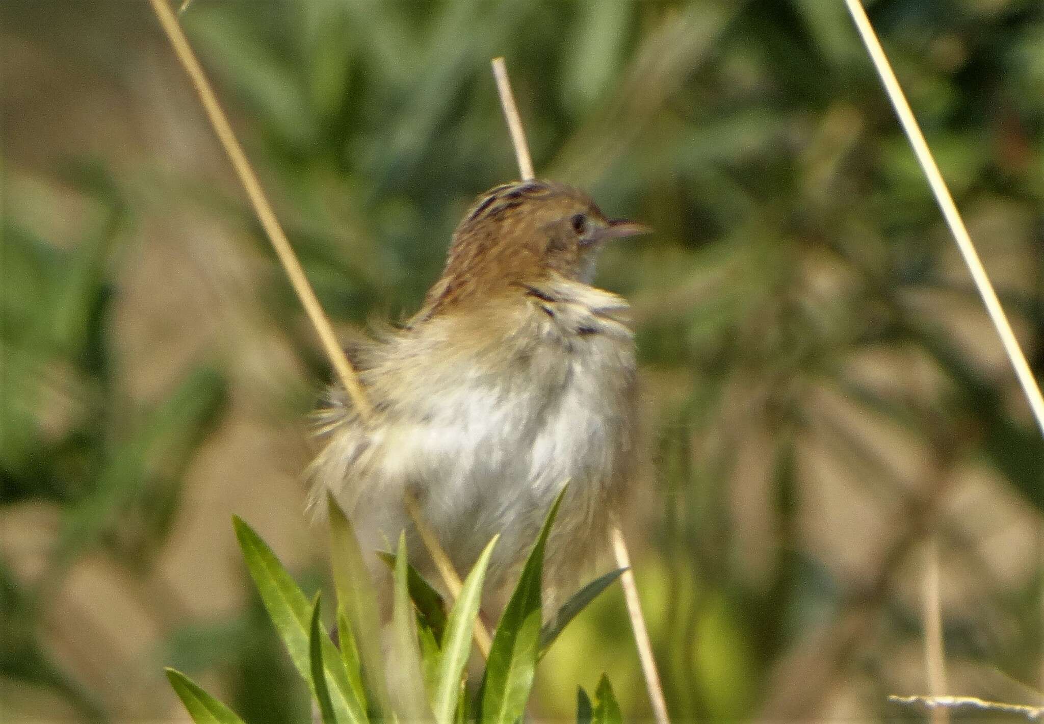 Image of Cisticola juncidis terrestris (Smith & A 1842)