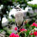 Image of Mimus longicaudatus albogriseus Lesson & R 1844