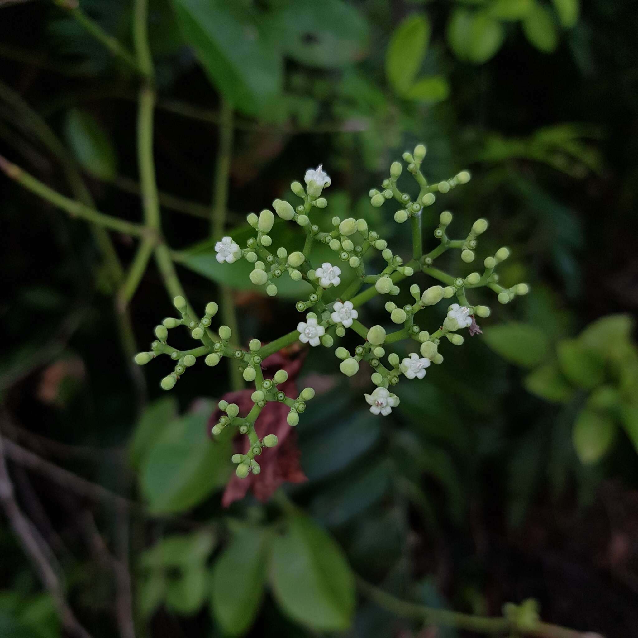 Psychotria polycarpa (Miq.) Hook. fil.的圖片