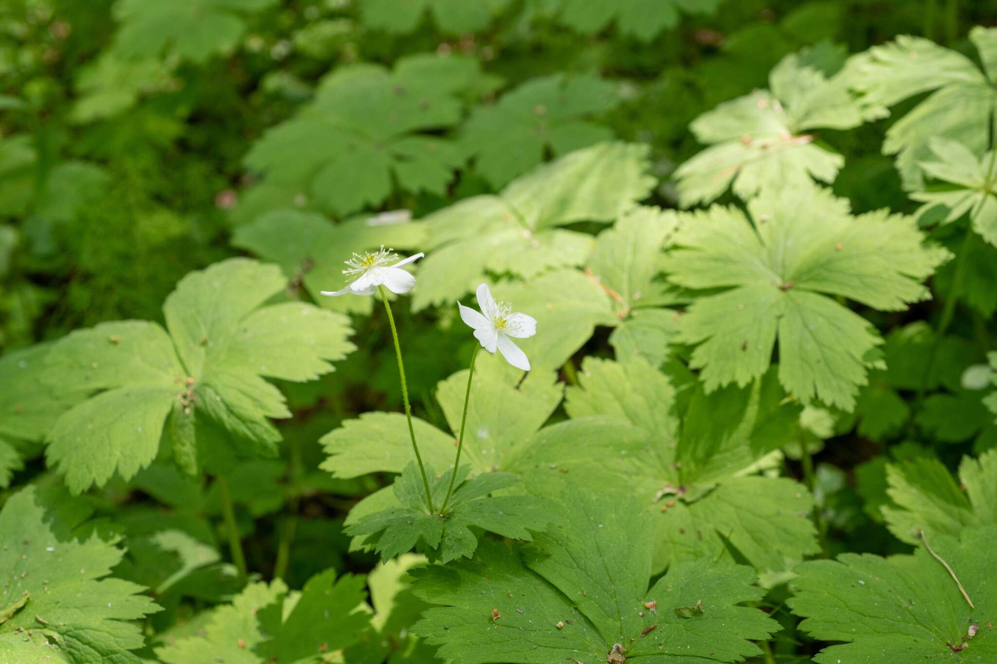 Plancia ëd Anemonastrum baicalense (Turcz.) Mosyakin