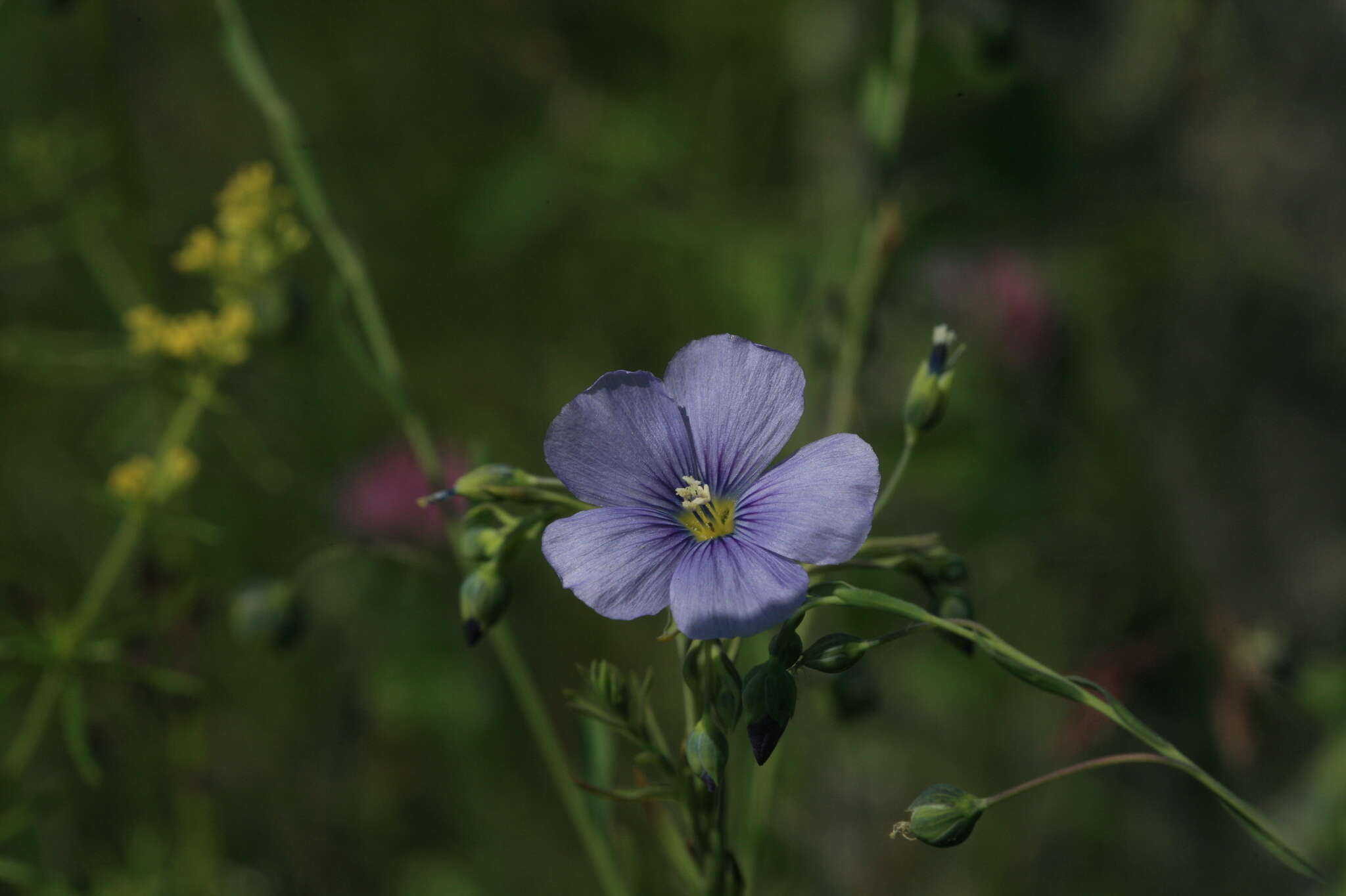 Linum amurense Alef. resmi