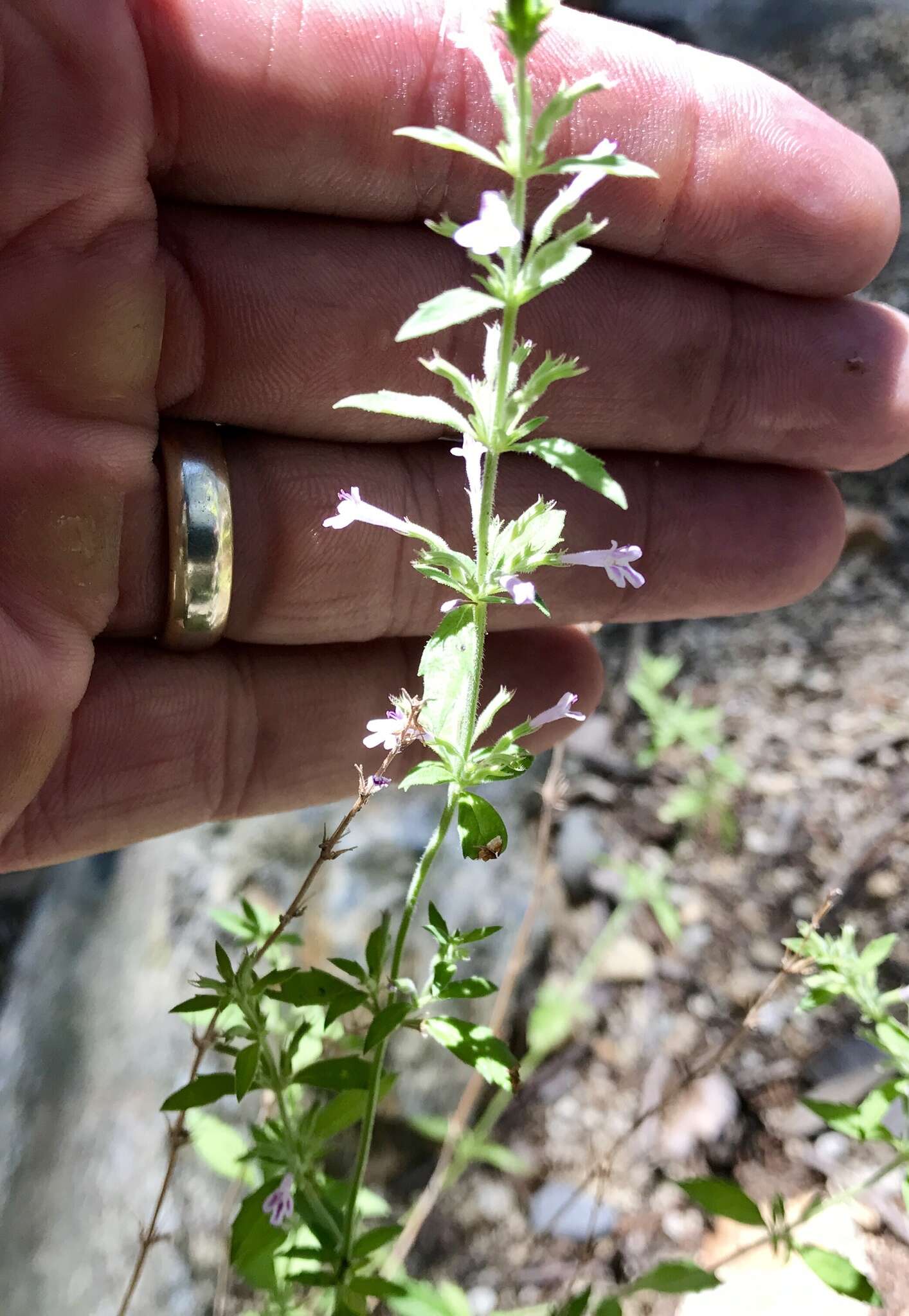 Image of dentate false pennyroyal