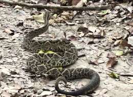 صورة Crotalus durissus cumanensis Humboldt 1811