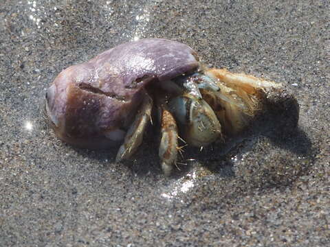 Image of moon snail hermit