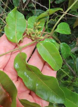 Image of Rubber vine