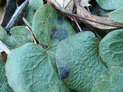 Image of Puccinia asarina Kunze 1817