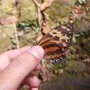 Tithorea harmonia caissara Zikán 1941的图像