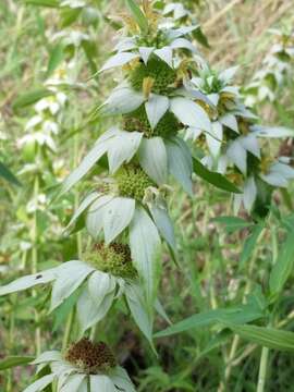 Image of Monarda punctata var. intermedia (E. M. McClint. & Epling) Waterf.