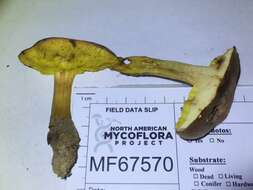 Image of Aureoboletus innixus (Frost) Halling, A. R. Bessette & Bessette 2015